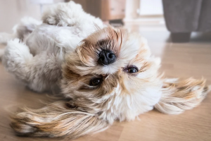 Pets love underfloor heating