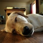 Dog loving Underfloor Heating - EP Warmfloor