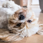 Pets love underfloor heating